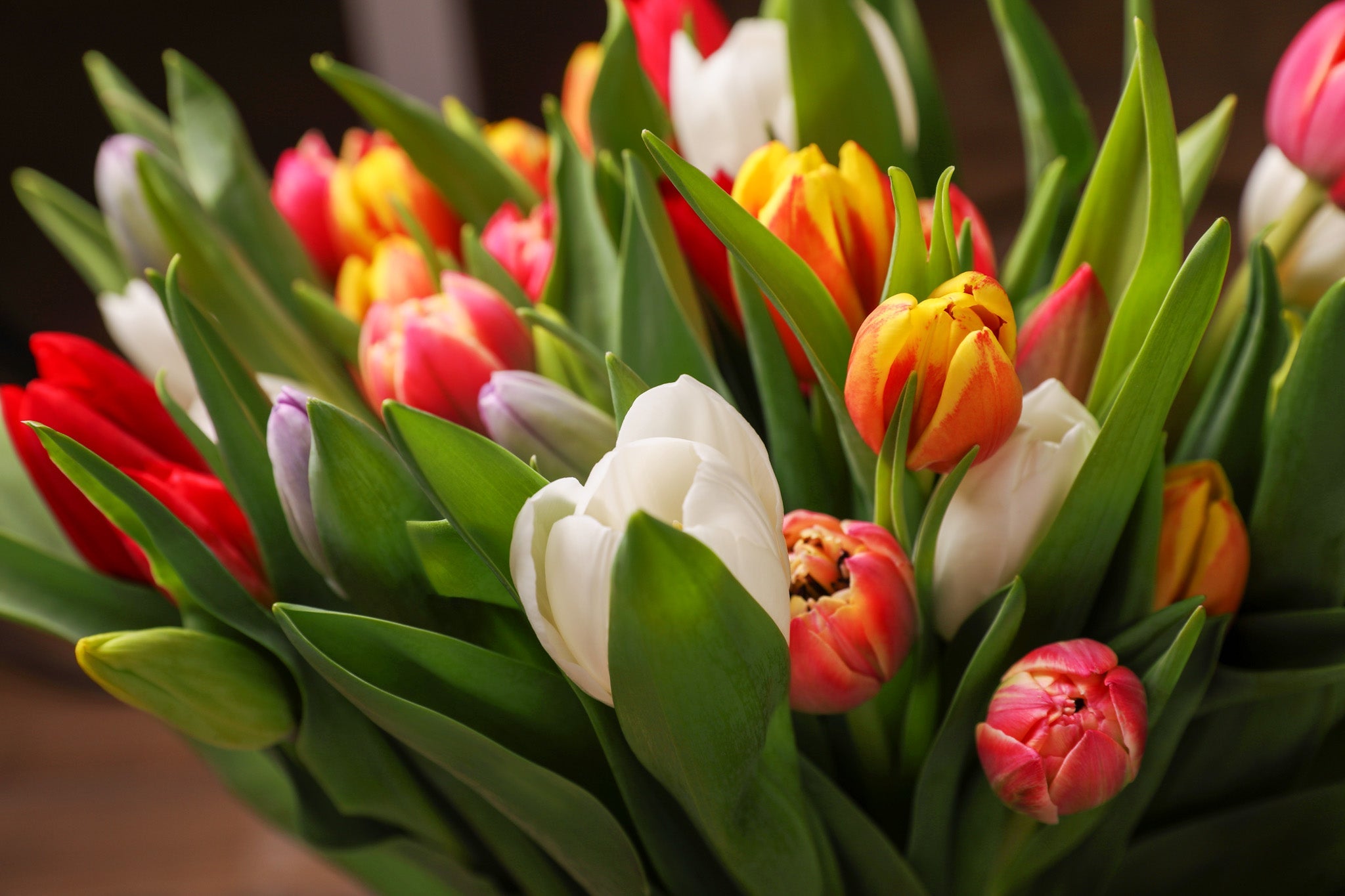 Tulip Collection